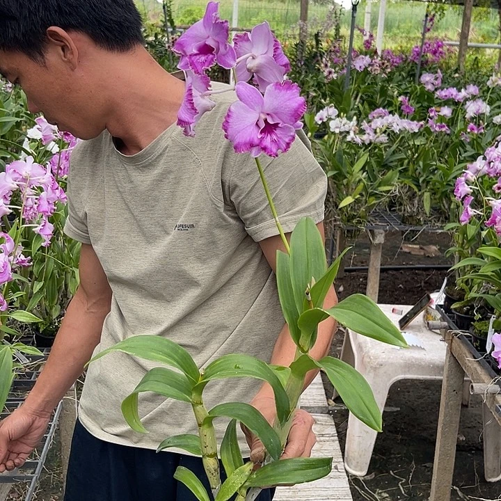 完全开放复伦卡娜107