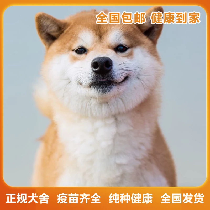 【沐妍宠物】浙江柴犬公社豆柴赤柴黑柴白柴幼犬狗狗纯种双血统宠物