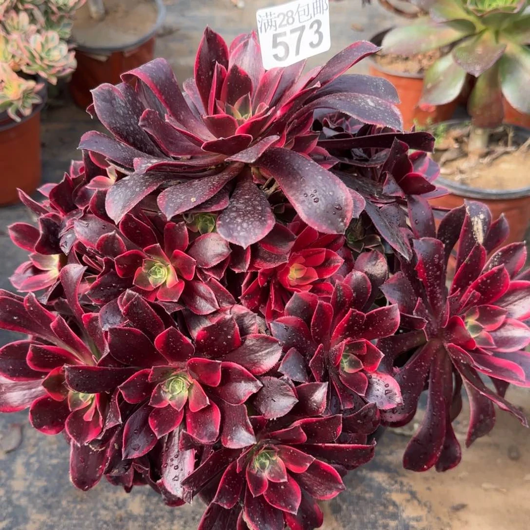 金丝多肉573满28包邮断枝不包