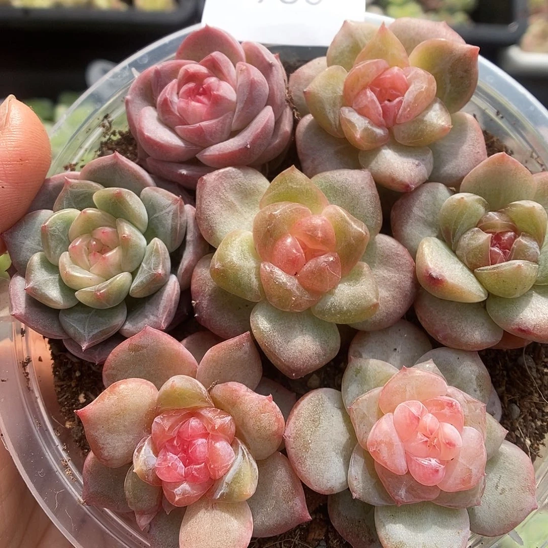 一物一拍一物一拍925-960