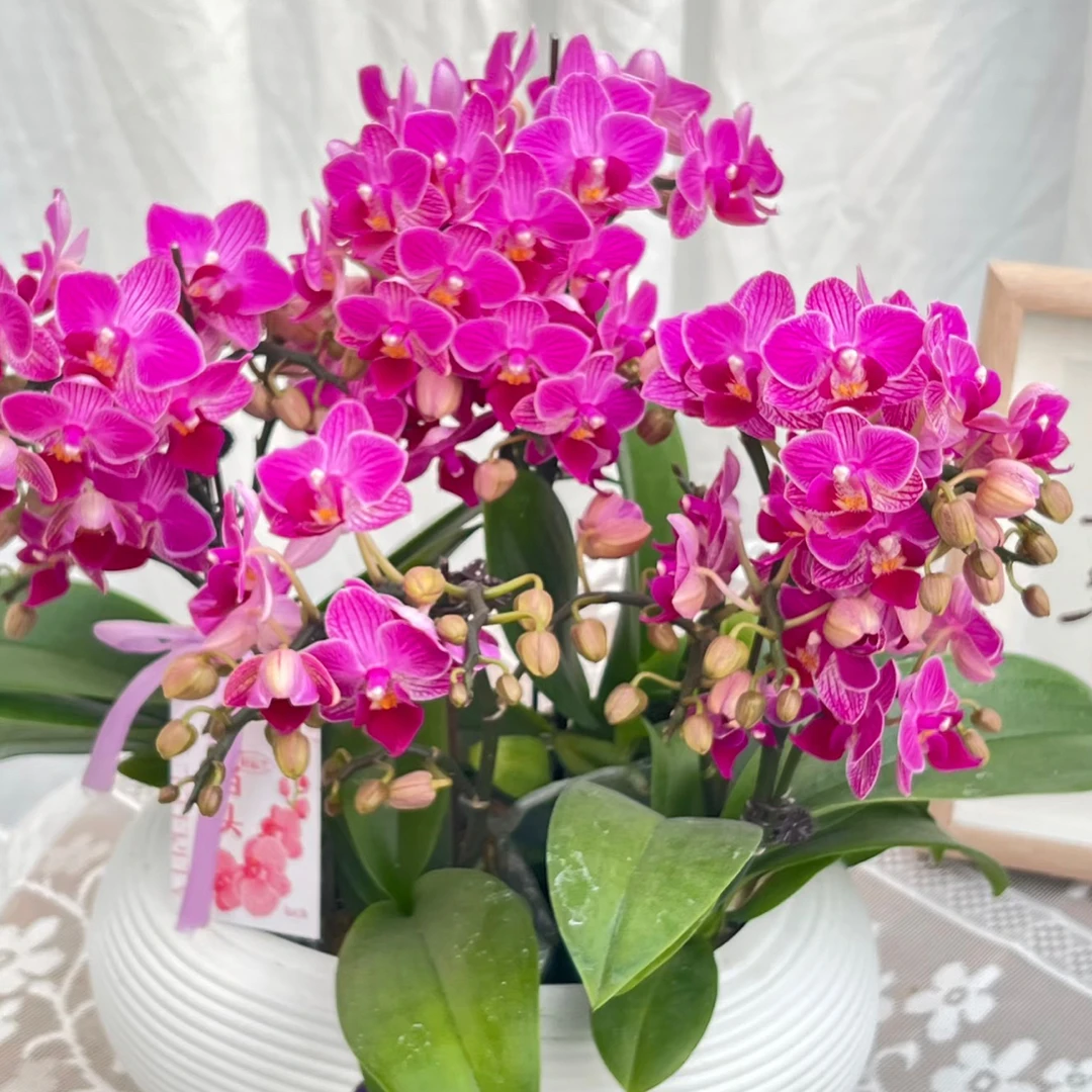植趣【JB5342小喜糖】超丰花桌面款蝴蝶兰3.0加高双剑 侧枝不售后