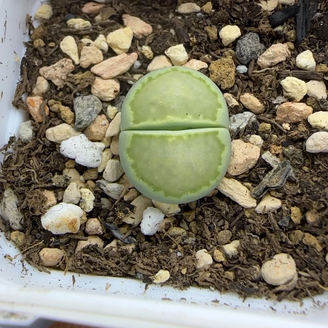 436 生石花大棚直播