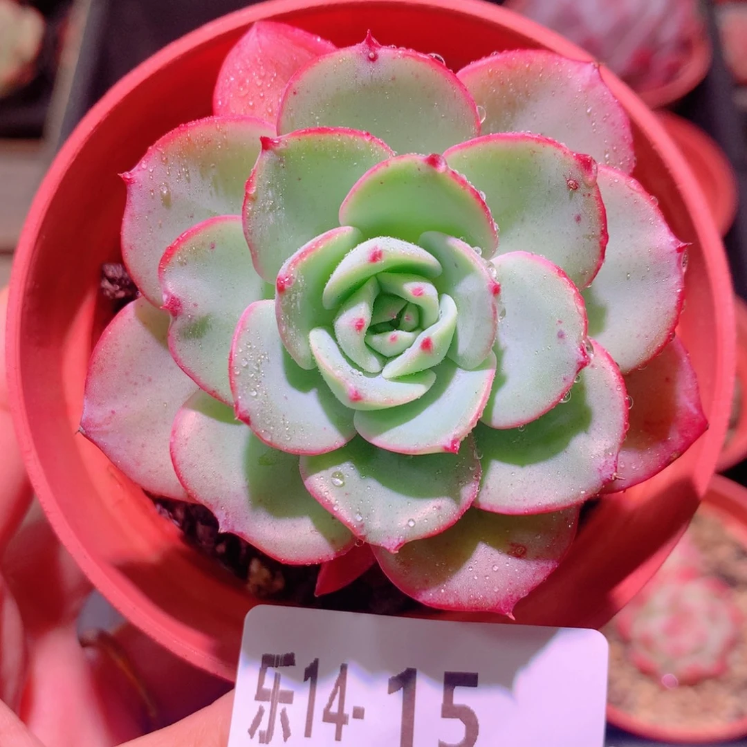 乐然14-15 奶油黄桃