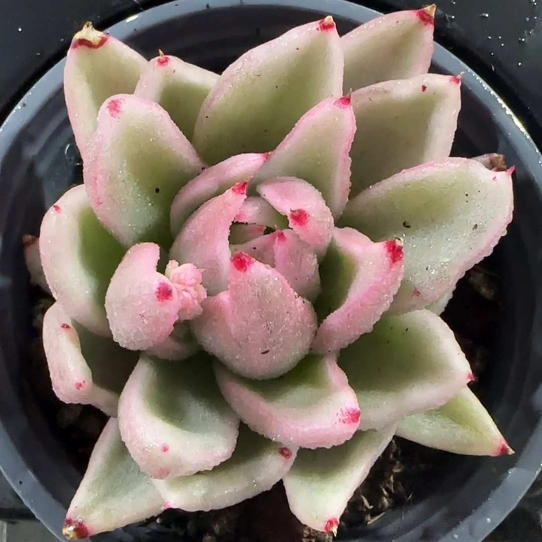 从前慢花园精选小怪兽锦