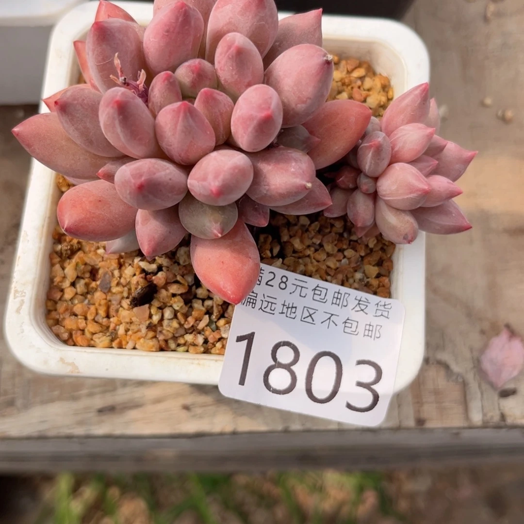 大1803:、z g d h f g v