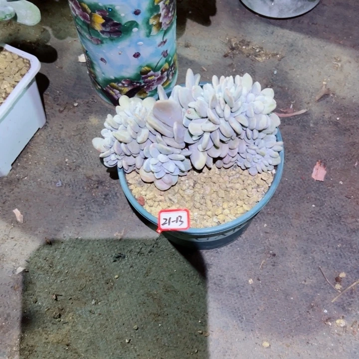 珍****?精品多肉植物老桩