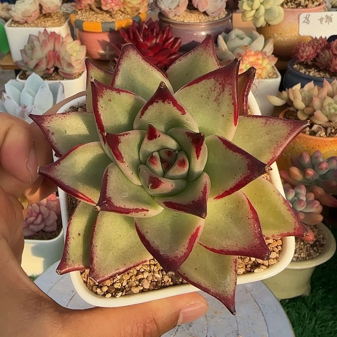 乌木不带盆土发货