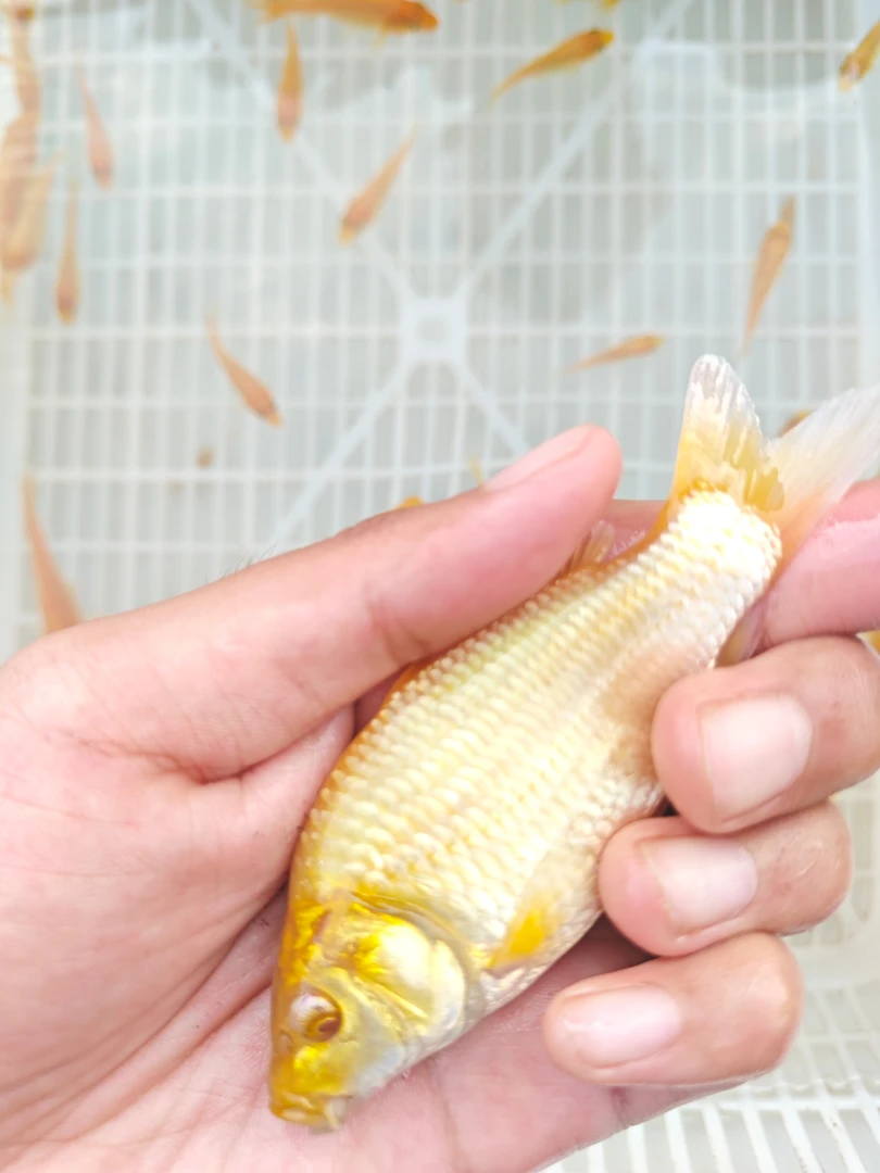 超级芒果血统介子锦鲤闪鳞火鲤浅黄锦鲤留养级鱼苗