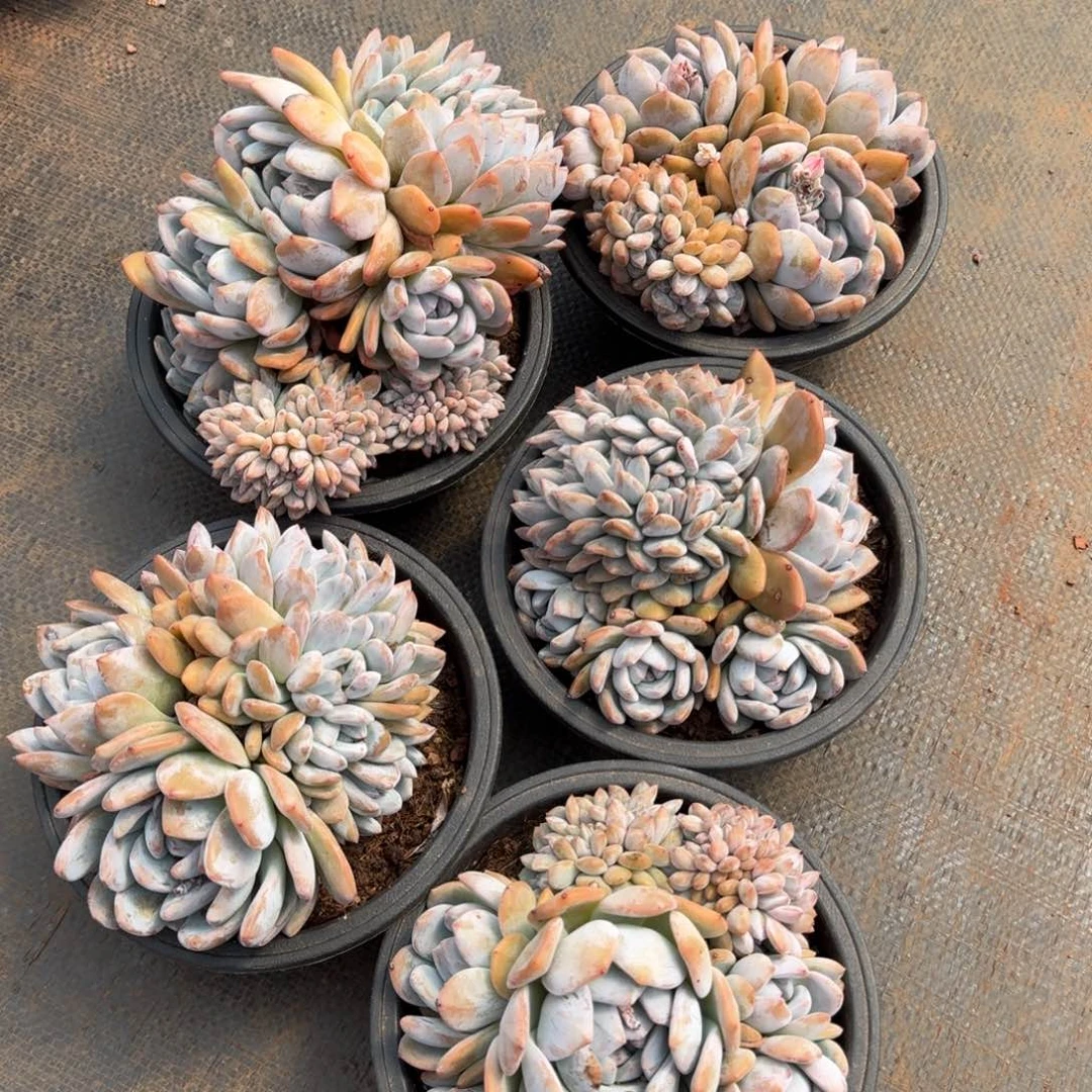 不开花植物小朵朵橙梦路