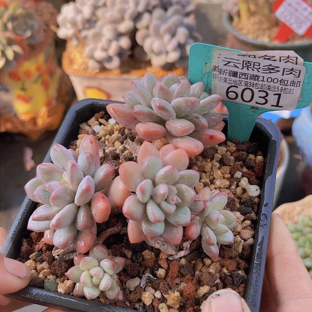 6031拉丝雨。