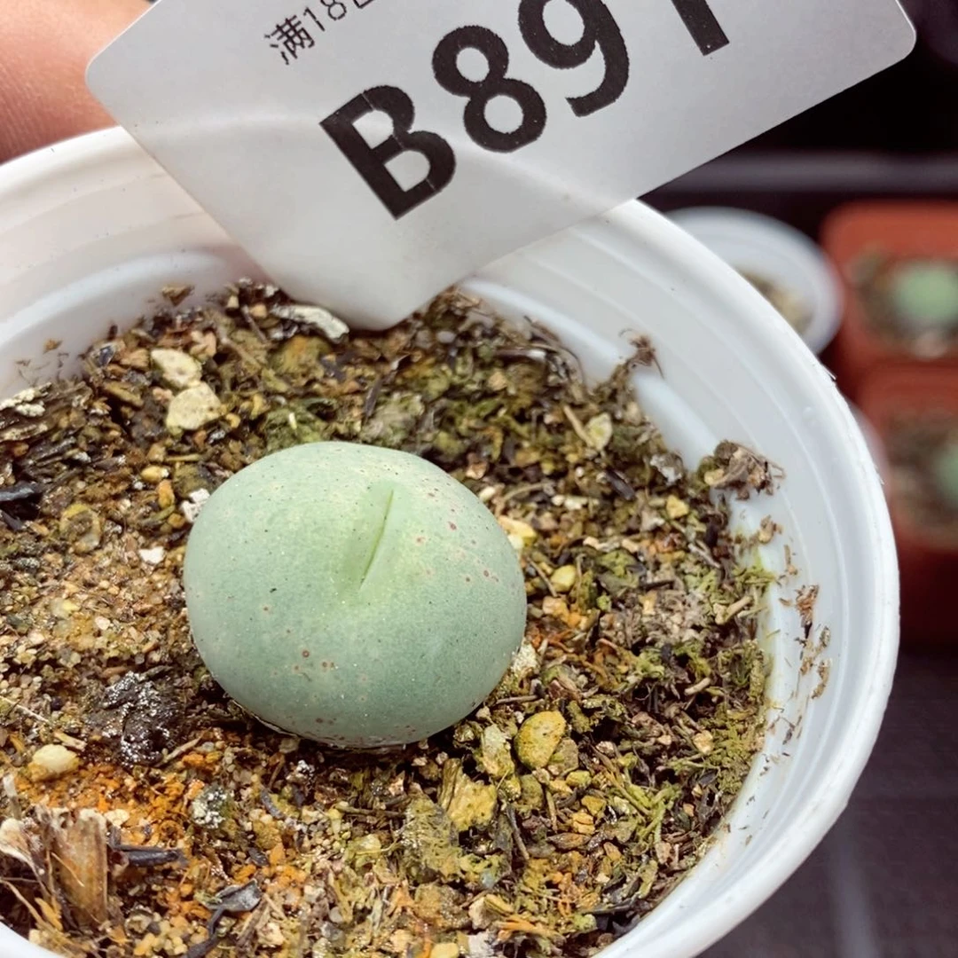 贾*悦我的小姐姐们都是我的891