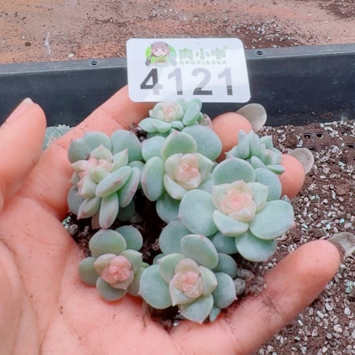 多肉植物多肉植物