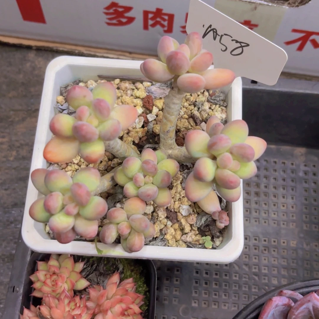 枫***美企鹅精品多肉一物一拍