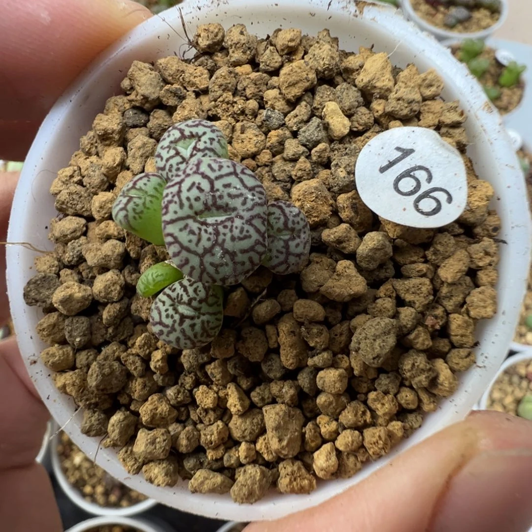 墨一颗带盆土166000