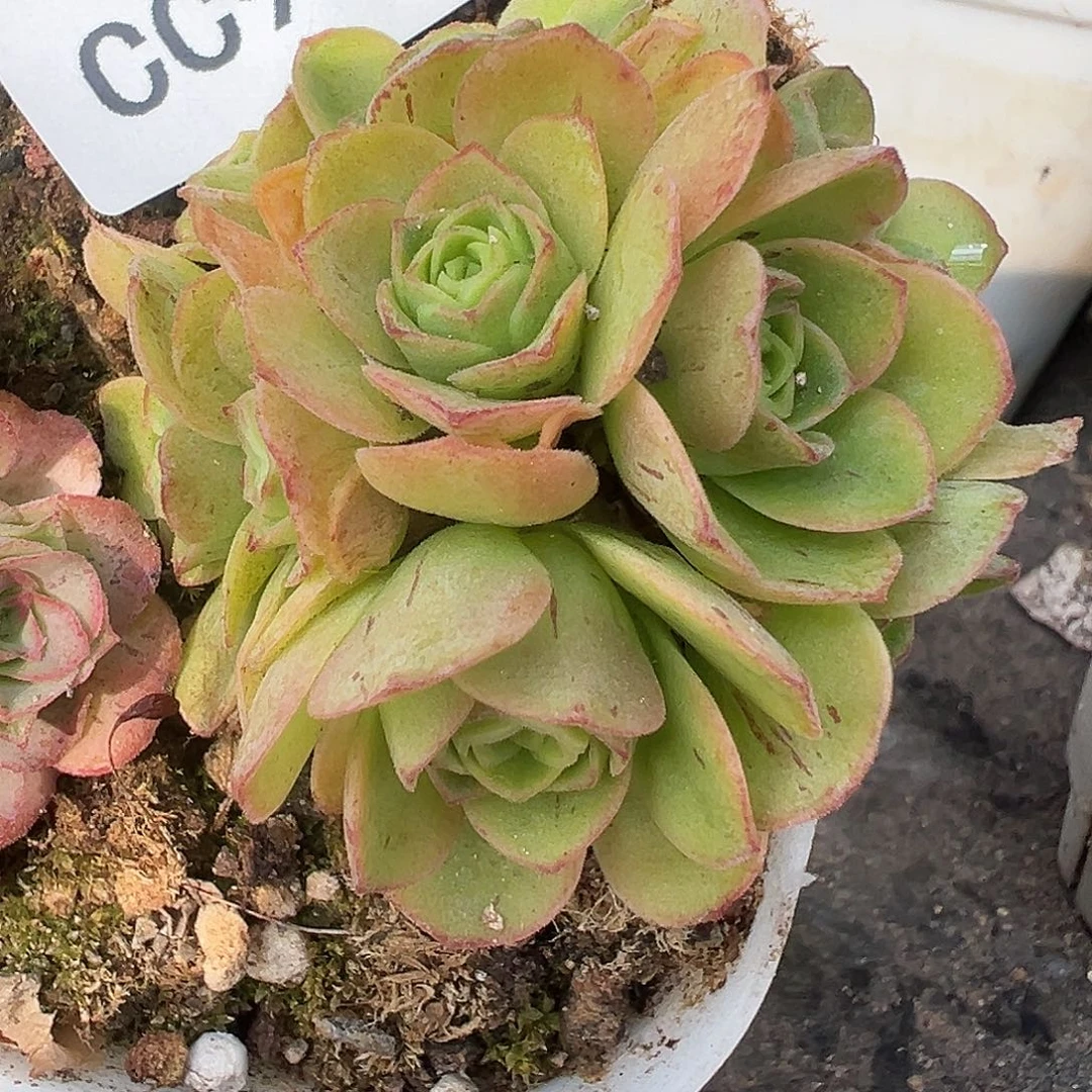 陈陈920不知名捡漏多肉