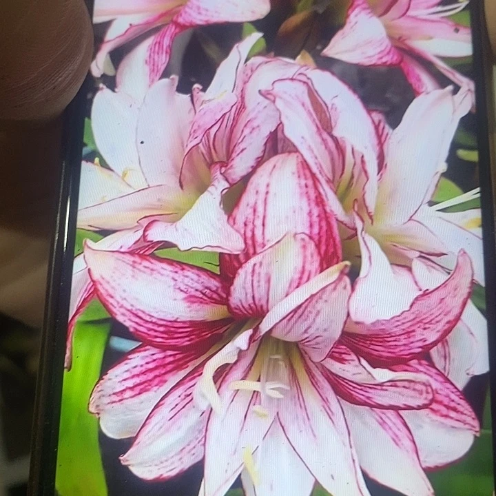 七彩小仙女3公分以上朱顶红