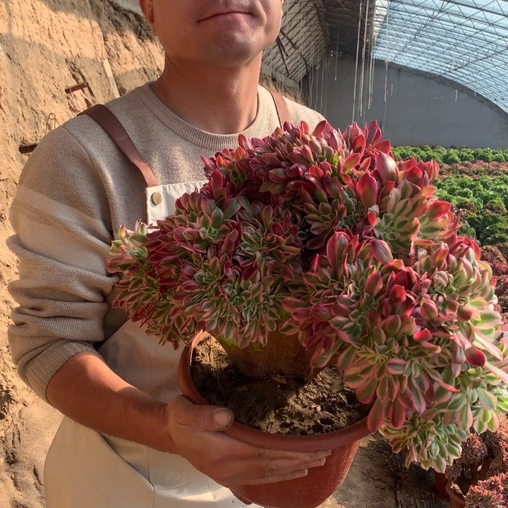 女巫缀化好看好养好看