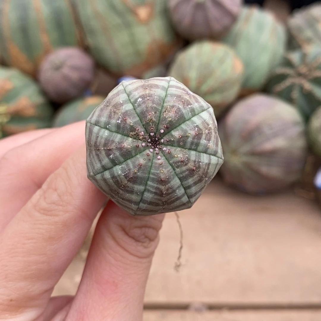 布纹球精品一物一拍