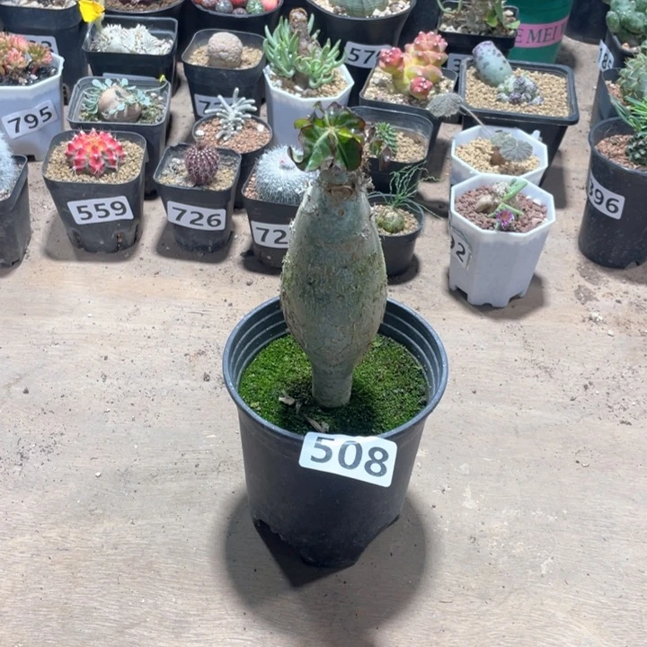 508佛度海棠块根