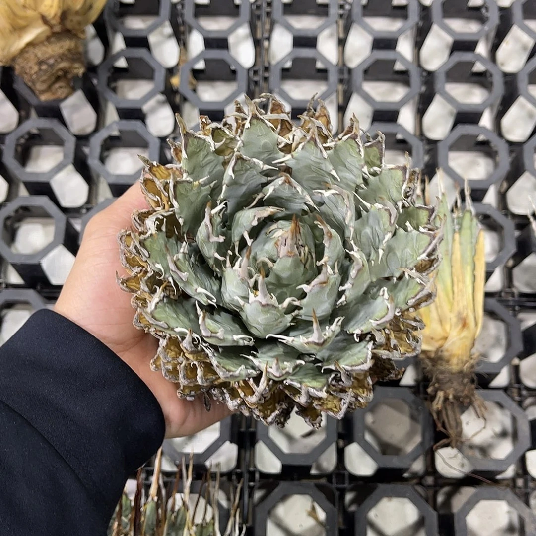 曲刺妖炎超超超圆520