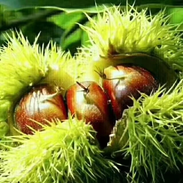 新鲜高山板栗粉糯香甜口感绝佳