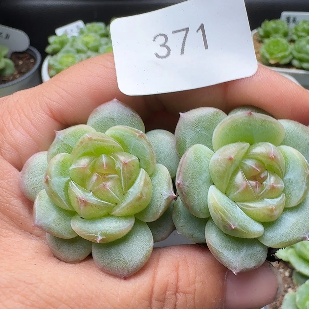 一物一拍一物一拍916-371