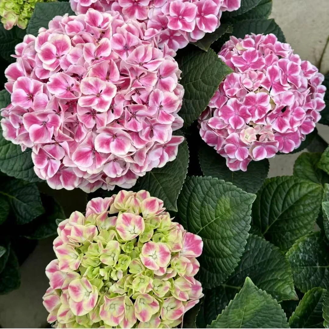 【糖果】绣球花卉植物阳台老桩带花苞发室内外庭院地栽花卉开花