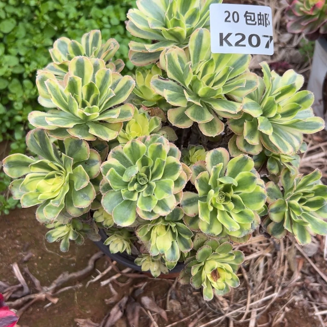 207白兰地丛林，满20包邮