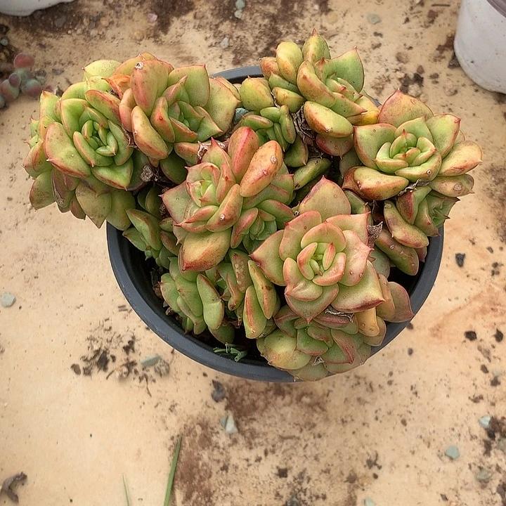 紫***莉陈红菲菲胡歌凤娇对方宏宏哥哥成就客户