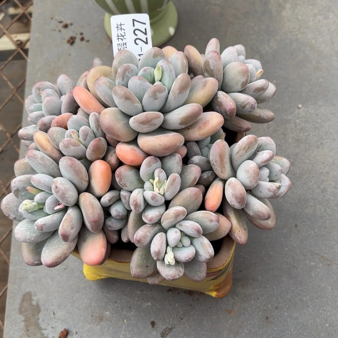 惠*…同温层多肉香水227