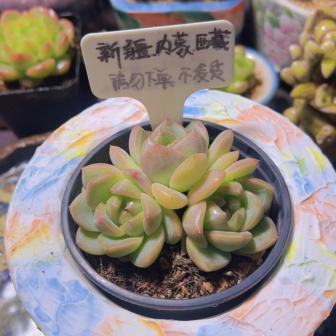 香槟珍妮，多肉植物