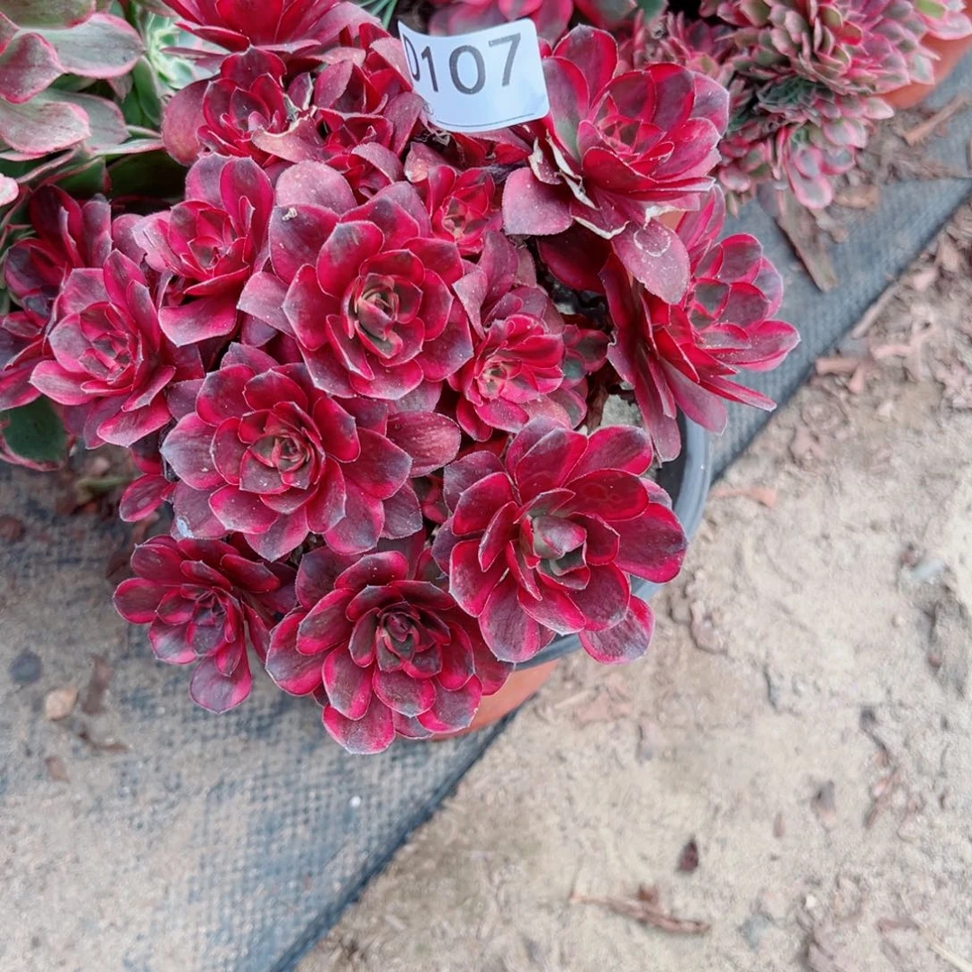 107纳福多肉植物法师多肉