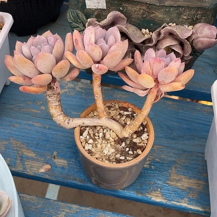 153 多肉不带盆土20包邮发货