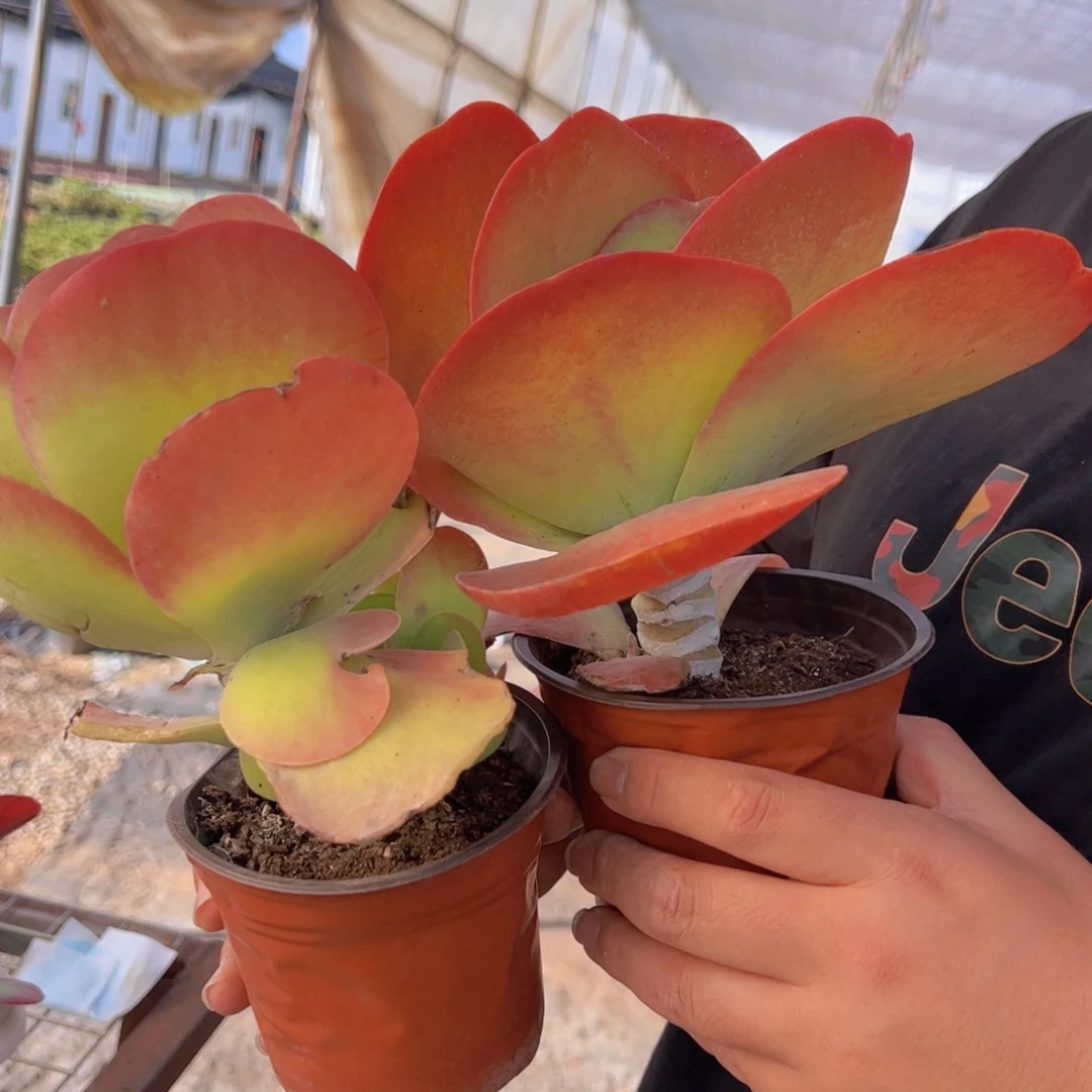 唐印大单头两盆，120杯