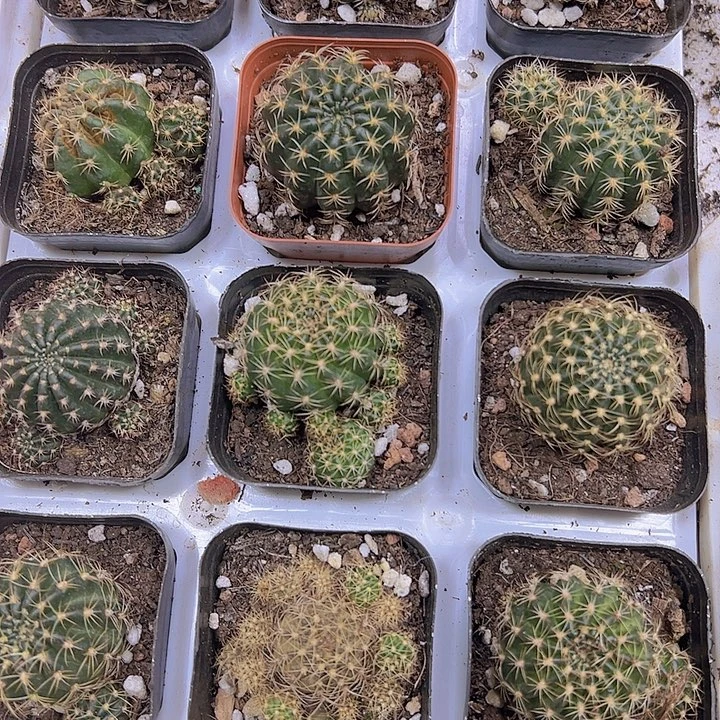 丽花球19包邮多肉植物