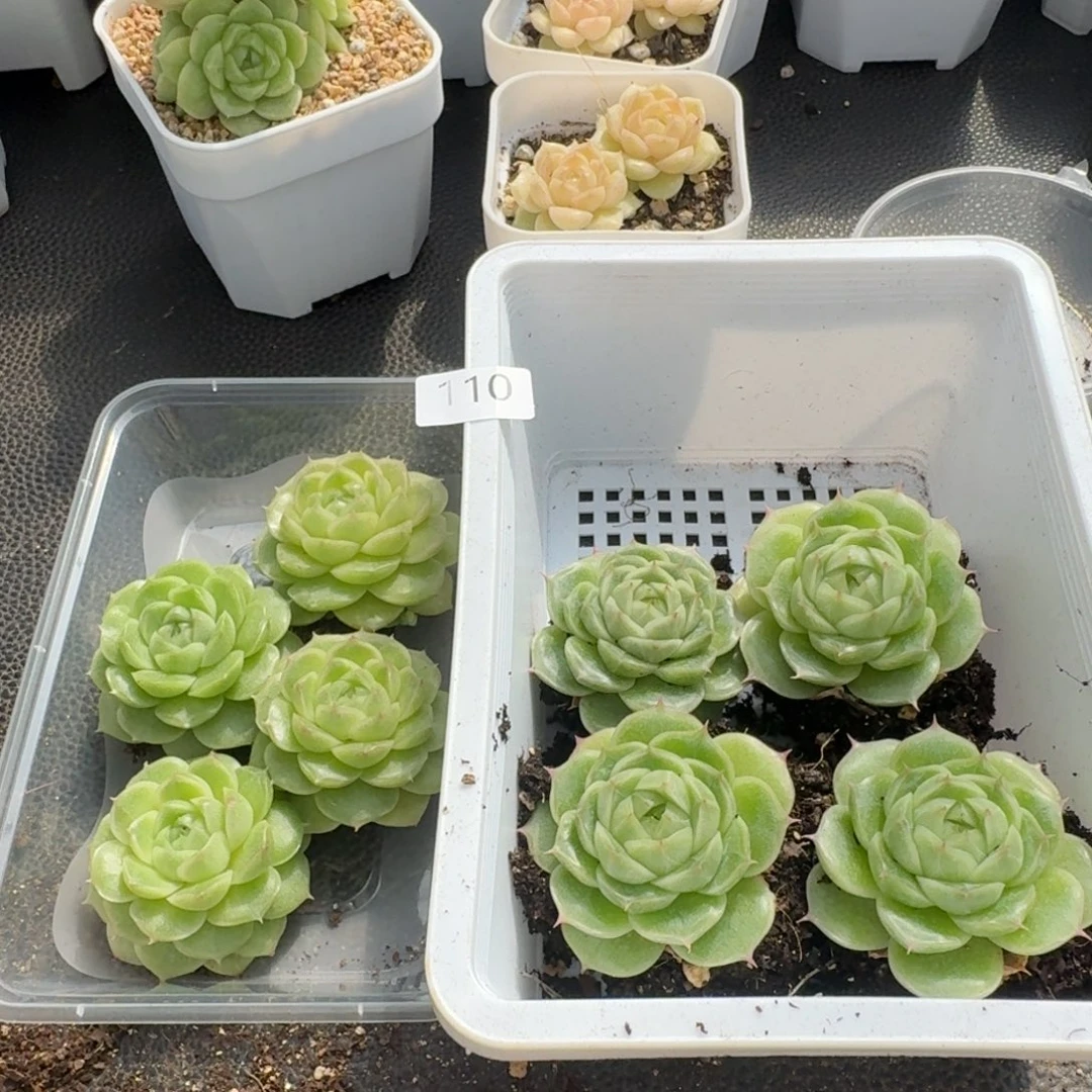 一物一拍一物一拍1107-110