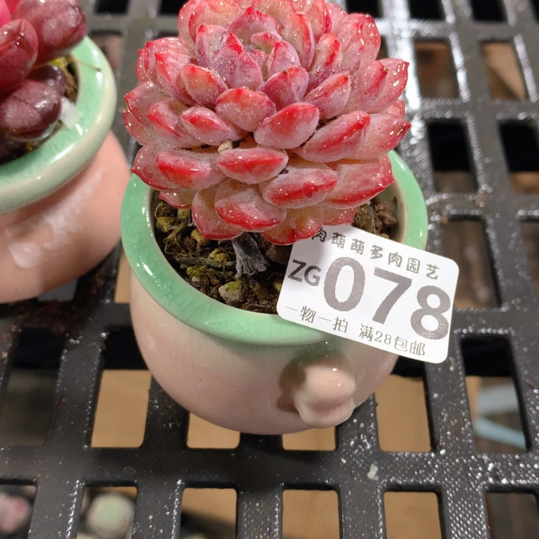 肉萌萌拇指盆精控多肉ZG078