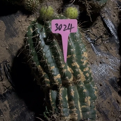 熊****熊清清702有斑介意勿拍3024