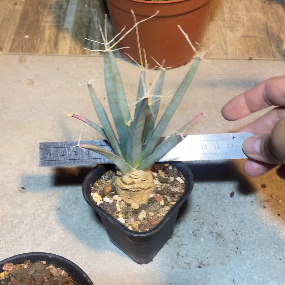 实生光山四大名球之一