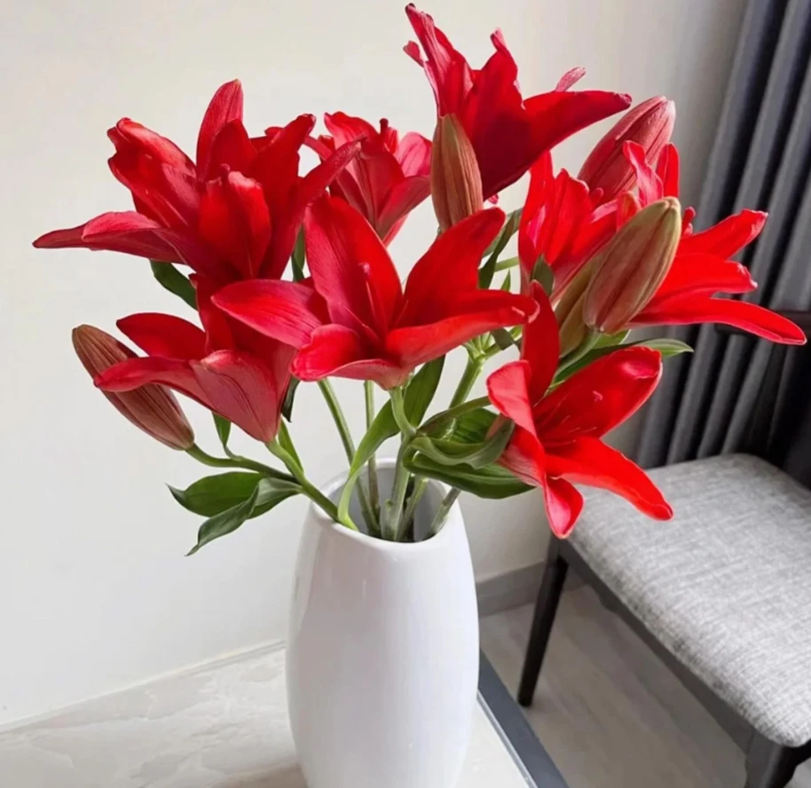 【精选红宝石亚百合】云南斗南直发新手养护家用瓶插水养花卉