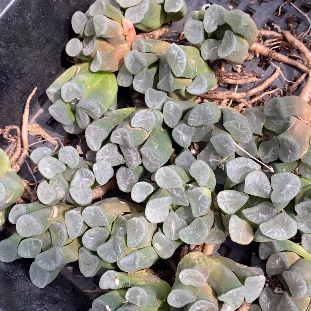 508 一颗实生糯窗万象 没啥纹路 超级福利