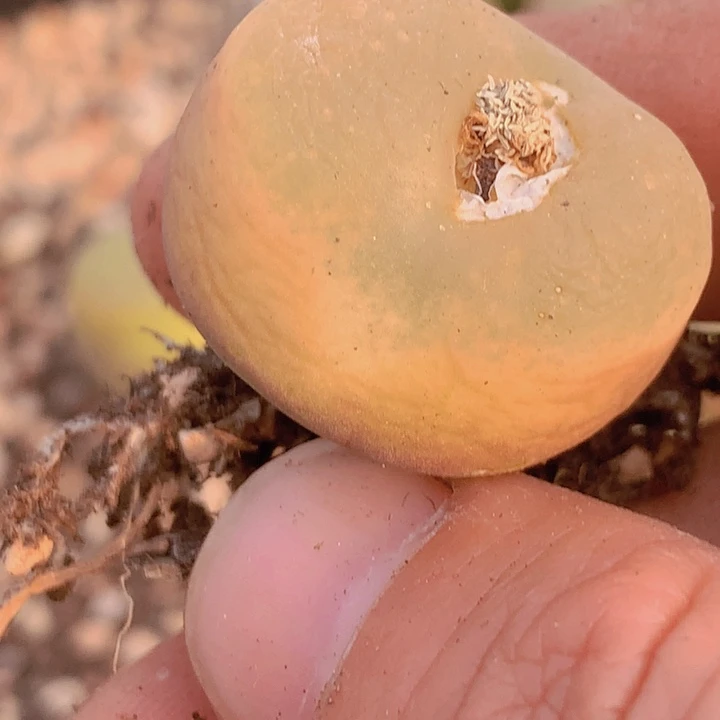 1488585856585695568855