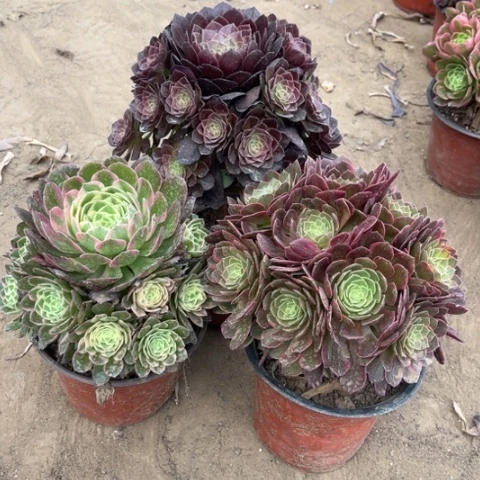 983多肉植物组合