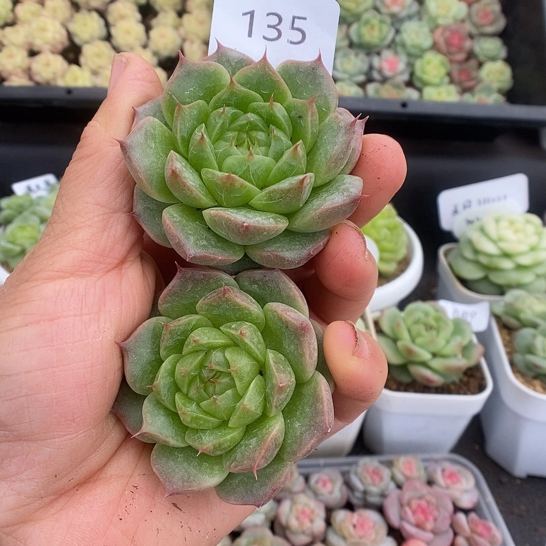 一物一拍一物一拍925-135