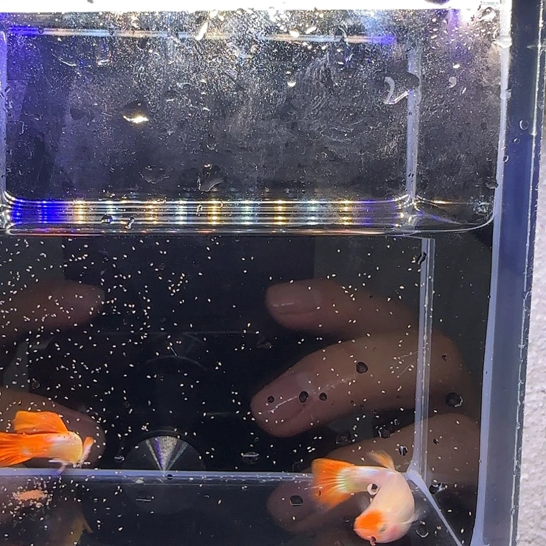 孔雀鱼圣诞帽孔雀鱼一对