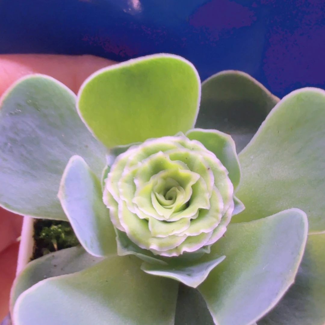 山地玫瑰。  52。