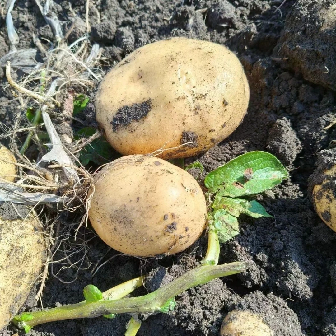 黑土地富硒黄岔土豆 现挖现发  包面不回生3两起步