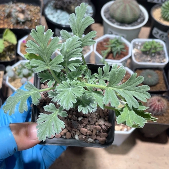 110红花洋葵块根