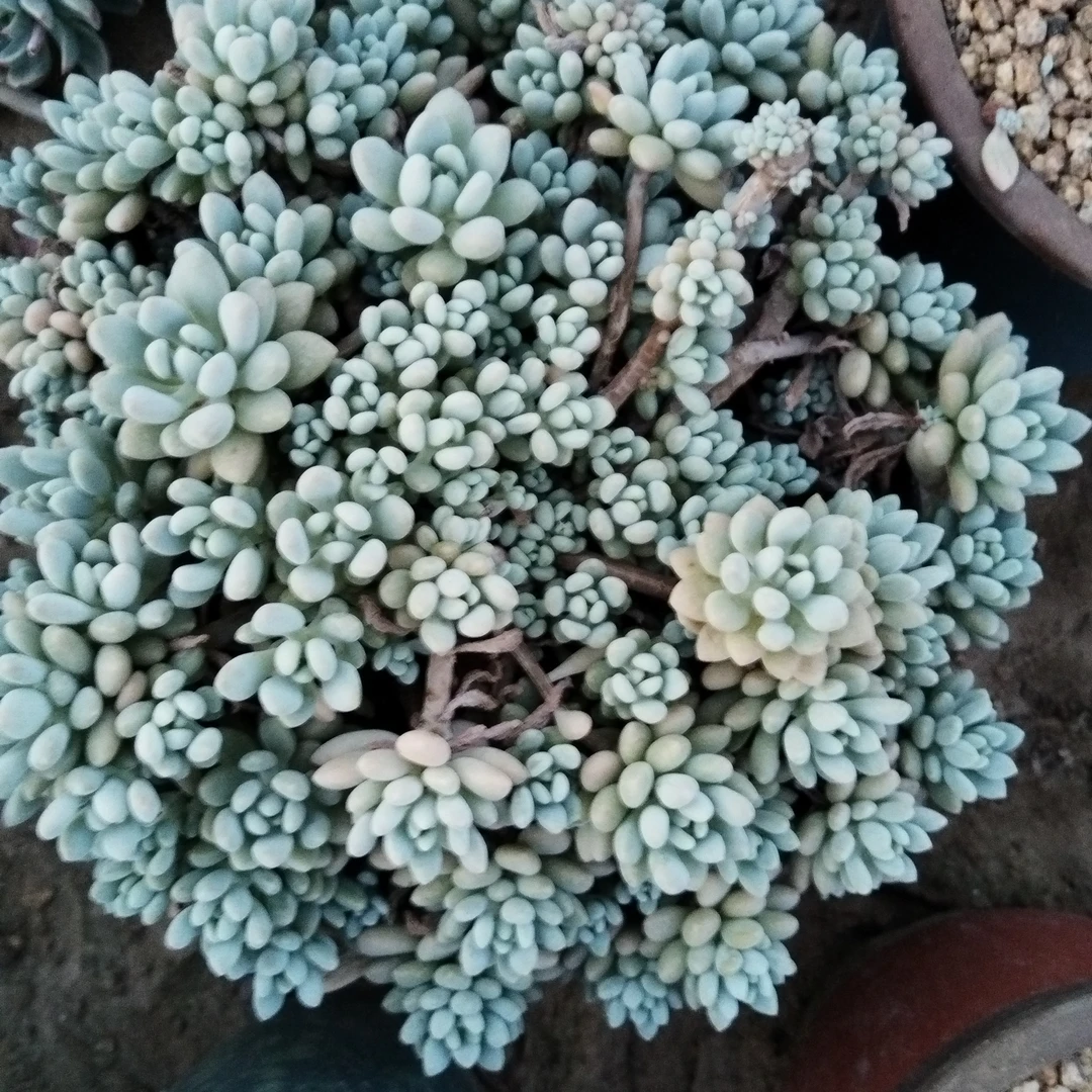 多肉植物奶酪蛋糕一颗