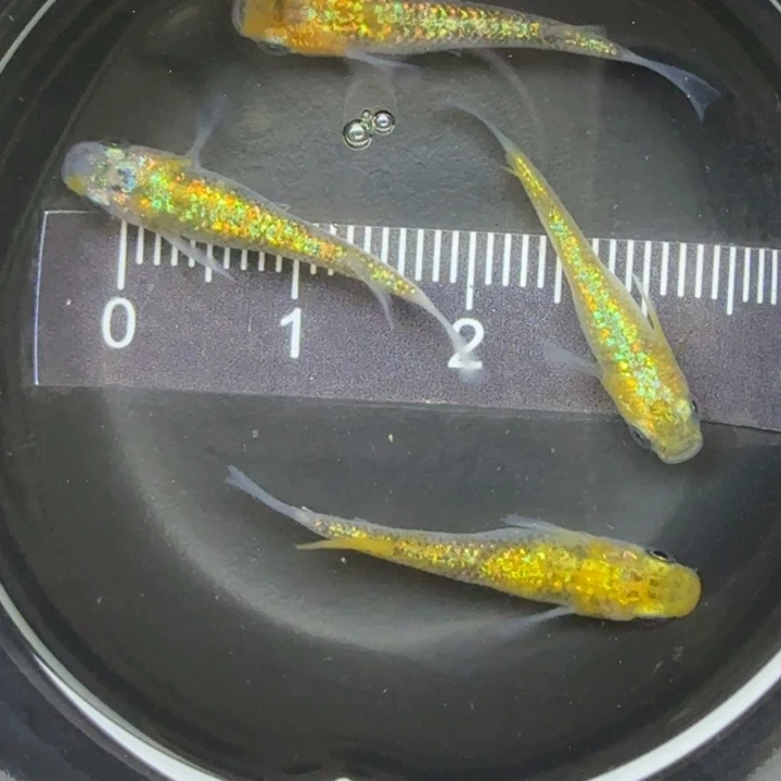 青鳉鱼猫饭星光25号